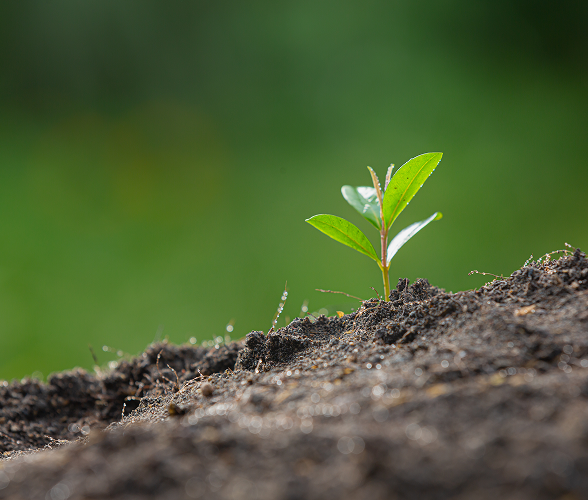 Growing plant